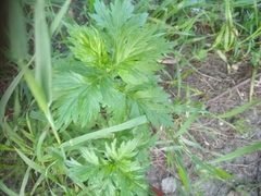 Artemisia vulgaris