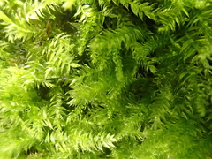 Herzogiella striatella