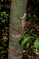 Enyalius boulengeri
