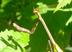 Pseudovates chlorophaea