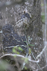 Mystacidium capense