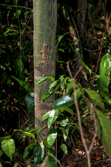 Enyalius boulengeri