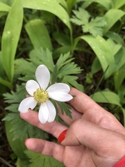 Anemonastrum fasciculatum