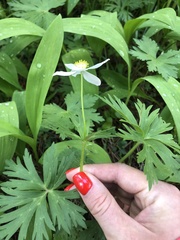 Anemonastrum fasciculatum