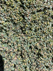 Euphorbia serpens