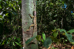 Enyalius boulengeri