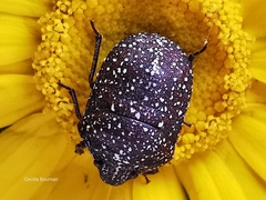 Psacasta exanthematica