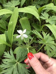 Anemonastrum fasciculatum