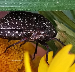 Psacasta exanthematica