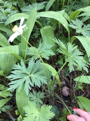 Anemonastrum fasciculatum