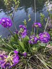 Primula auriculata
