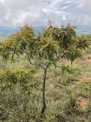 Miconia rubiginosa