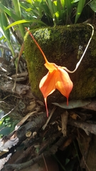 Masdevallia