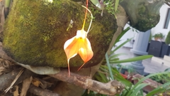 Masdevallia