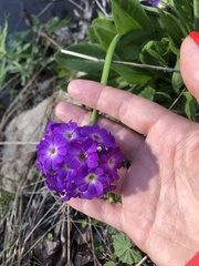 Primula auriculata