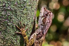 Enyalius boulengeri