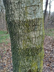 Fraxinus