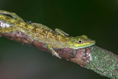 Anolis punctatus