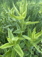 Gentiana alba