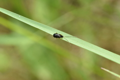 Luperus longicornis