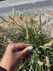 Plantago lanceolata