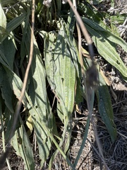 Plantago lanceolata