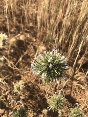 Navarretia tagetina