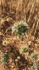 Navarretia tagetina