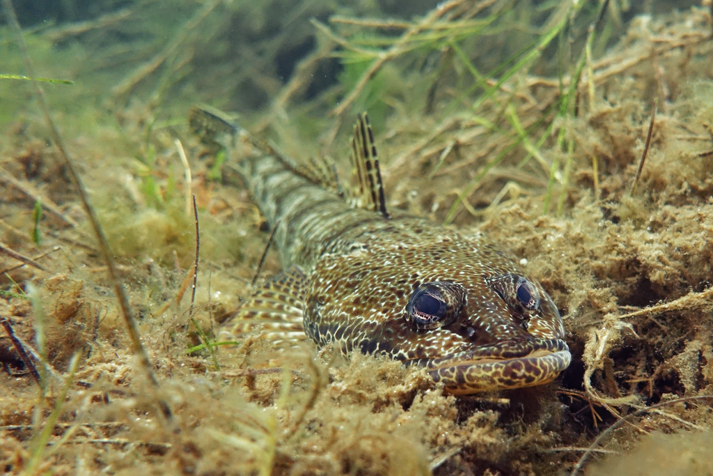Grassy Flathead
