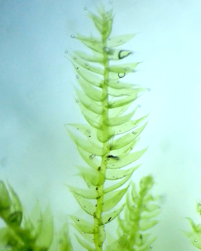 Image of Herzogiella striatella by (c) Roger Rittmaster, some rights reserved (CC BY)