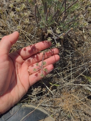 Lomatium gormanii