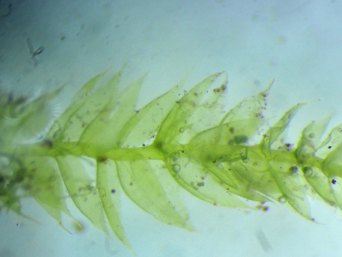 Image of Herzogiella striatella by (c) Roger Rittmaster, some rights reserved (CC BY)