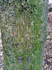 Quercus