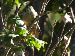 Leptasthenura aegithaloides