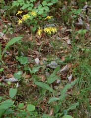 Tephroseris longifolia