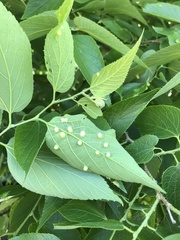 Pachypsylla celtidismamma