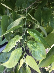 Pachypsylla celtidismamma