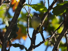 Serpophaga subcristata