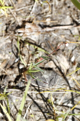Trifolium willdenovii