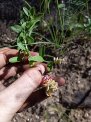 Rhinotropis cornuta cornuta