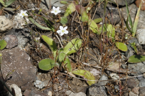 Image of Sabulina macra by (c) J Straka, some rights reserved (CC BY)
