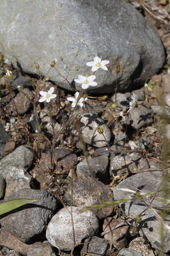 Image of Sabulina macra by (c) J Straka, some rights reserved (CC BY)