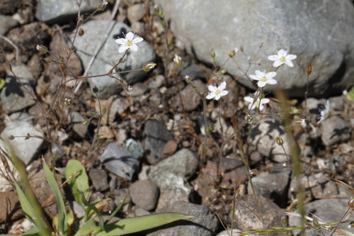 Image of Sabulina macra by (c) J Straka, some rights reserved (CC BY)