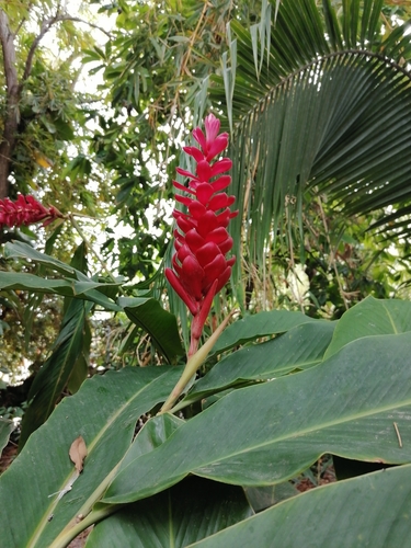 Hawaiana (Alpinia purpurata)