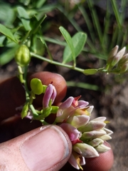 Rhinotropis cornuta cornuta