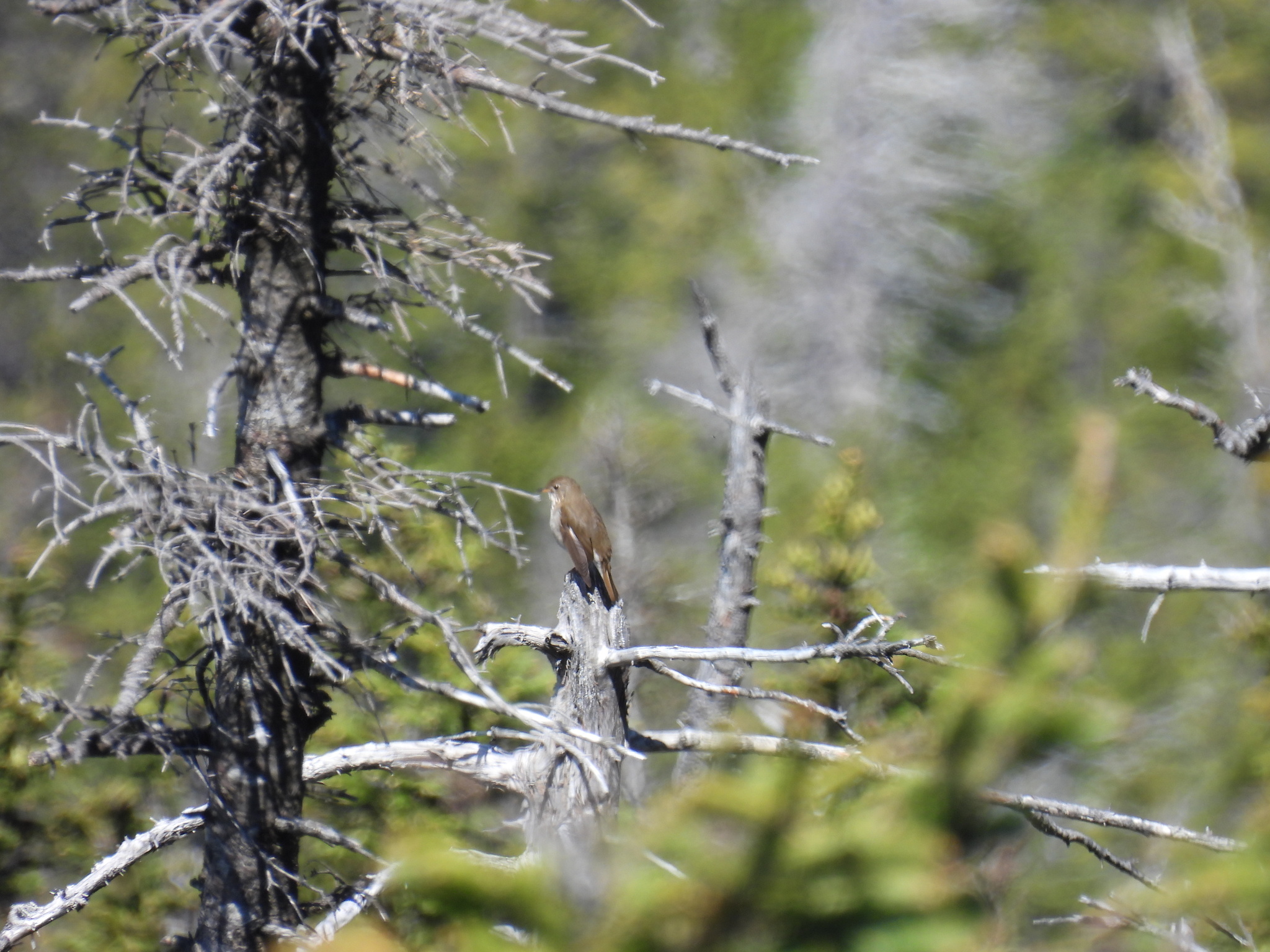 Bicknell's Thrush (Catharus bicknelli)