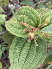 Miconia domociliata