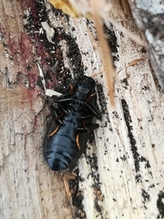 Coelometopus clypeatus