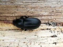 Coelometopus clypeatus