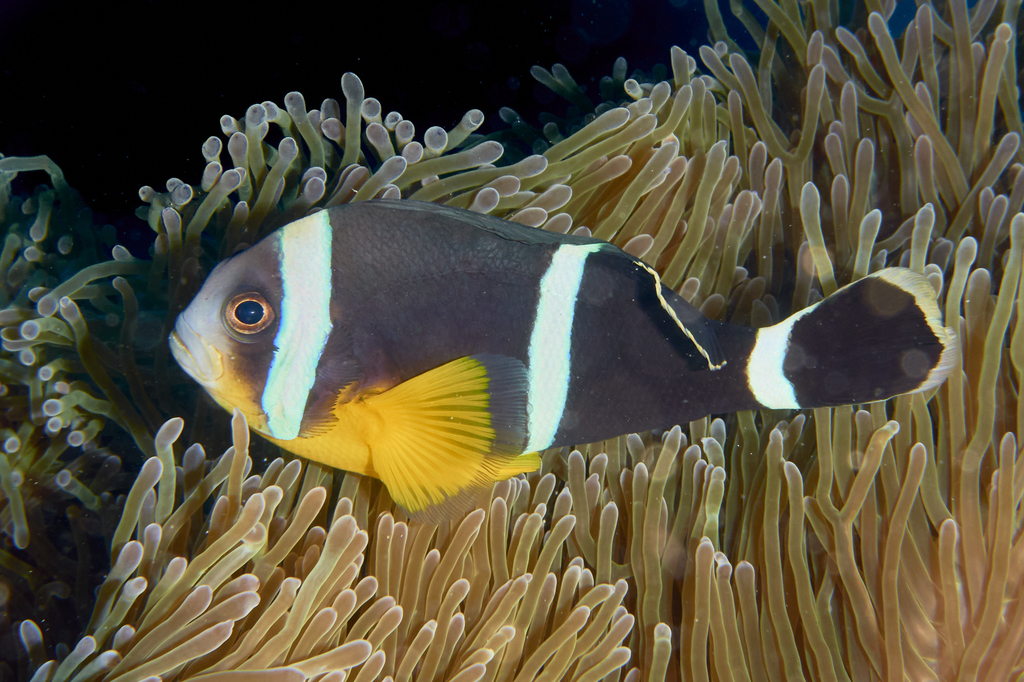 Mauritian Anemonefish